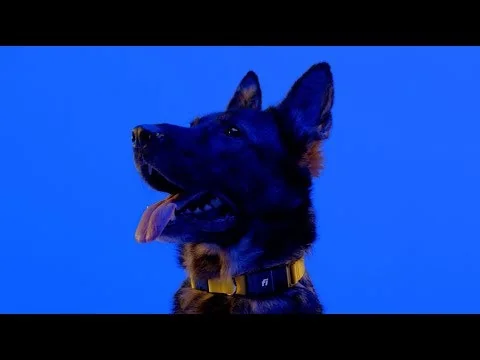 Fi Smart Dog Collar screenshot 1 of 4