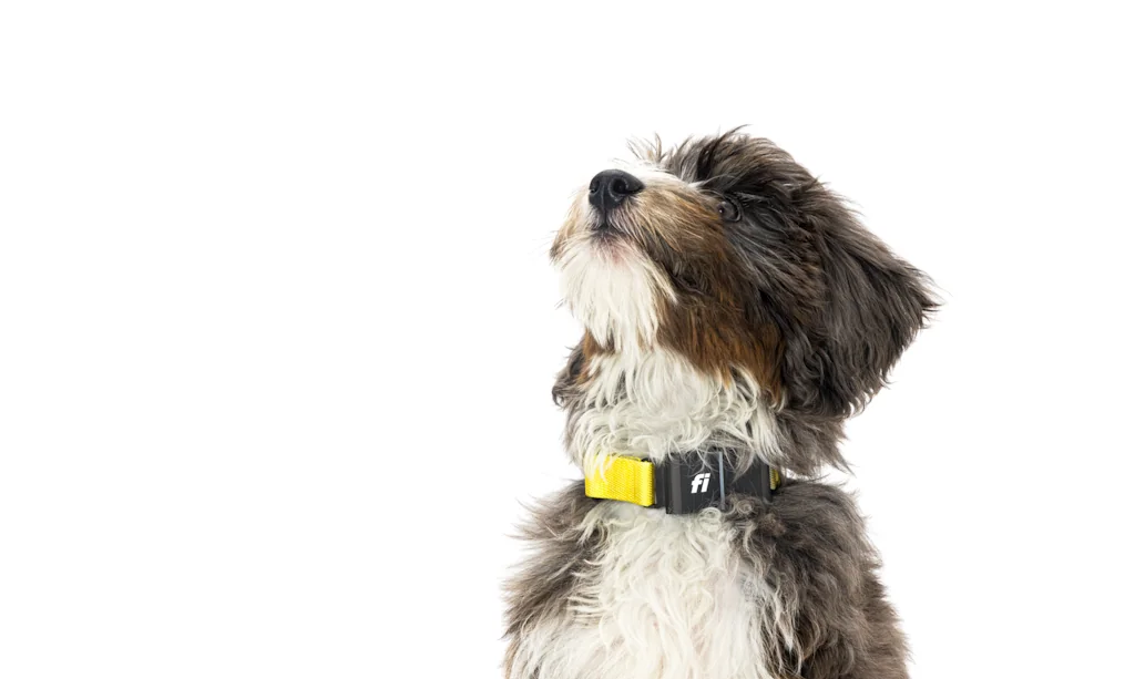 Fi Smart Dog Collar screenshot 4 of 4