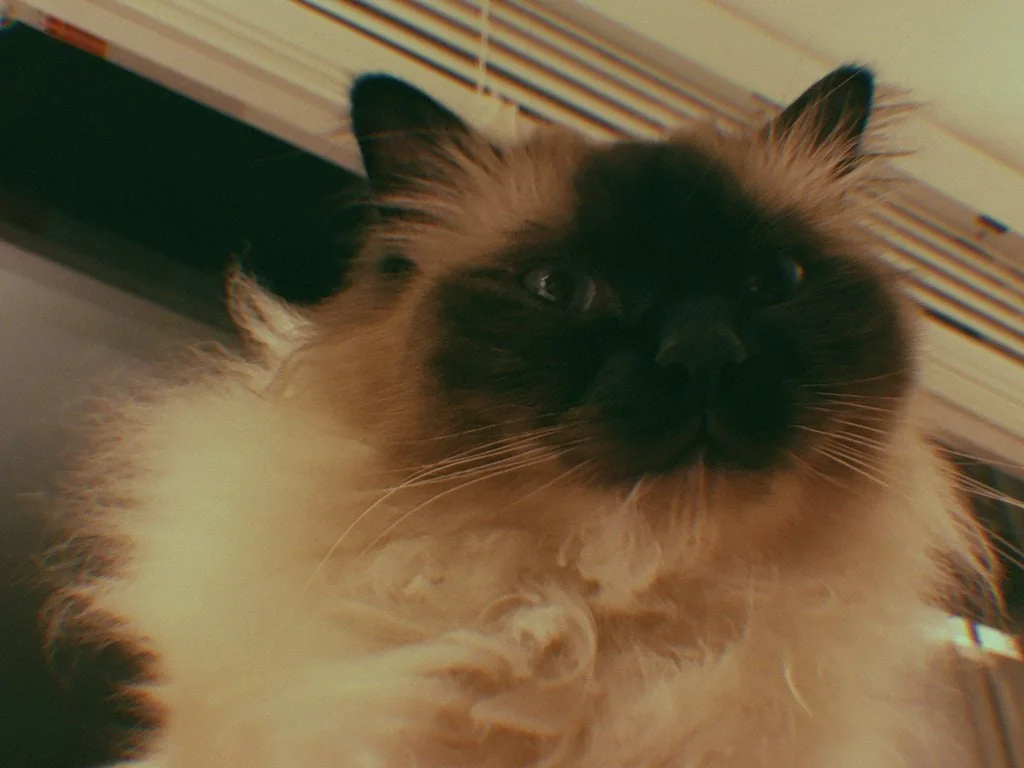 Gudak screenshot 6 of 10