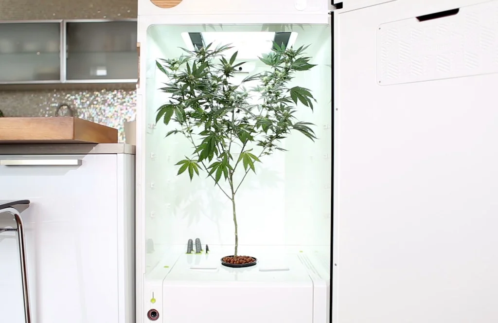 Leaf Grow screenshot 6 of 8