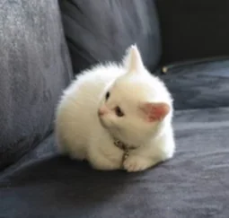 Make America Kittens Again logo