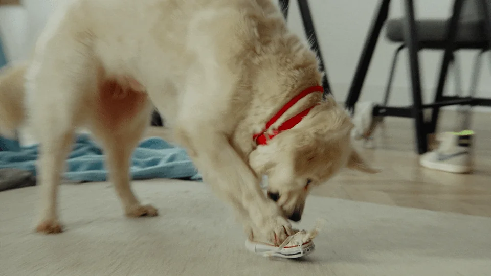 Petcube Bites 2 Lite screenshot 2 of 7