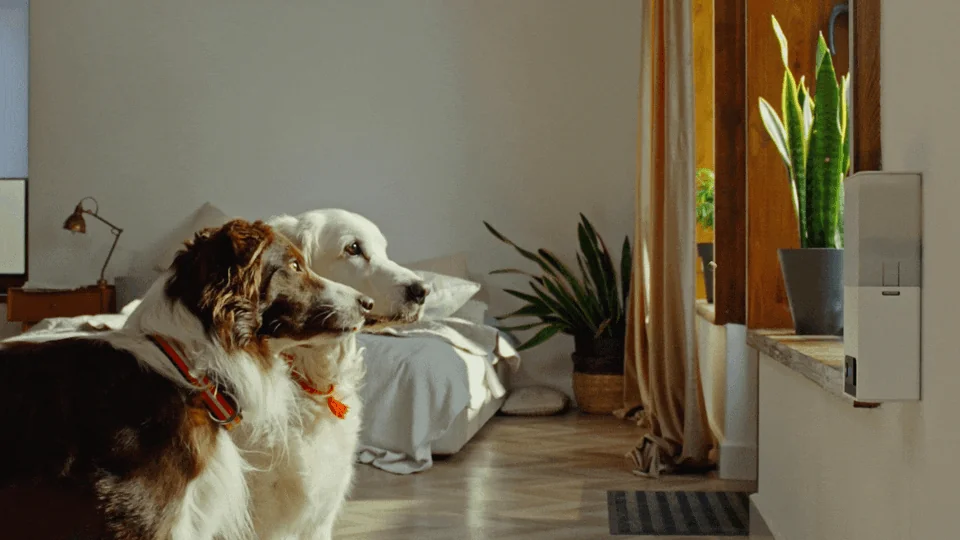 Petcube Bites 2 Lite screenshot 3 of 7