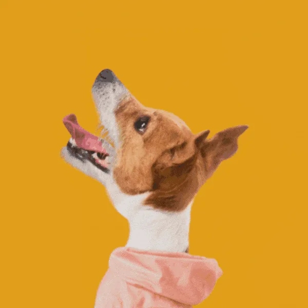 Petcube Bites 2 Lite logo