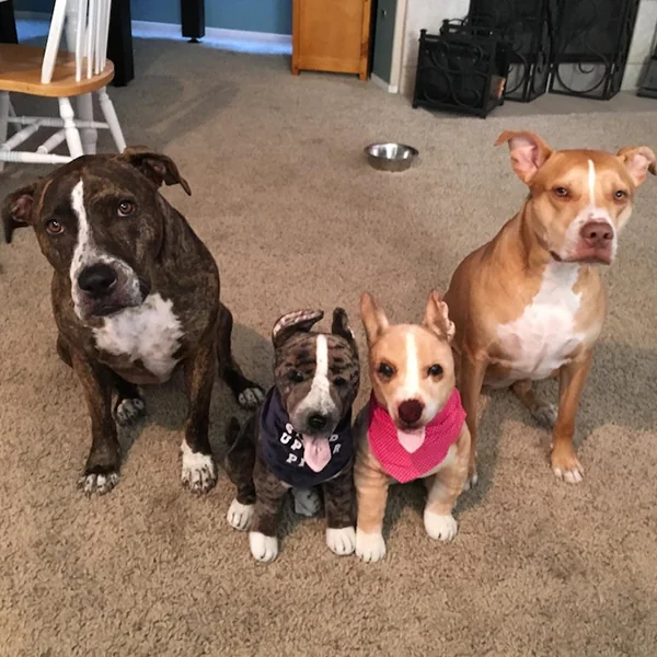 Petsies screenshot 11 of 12