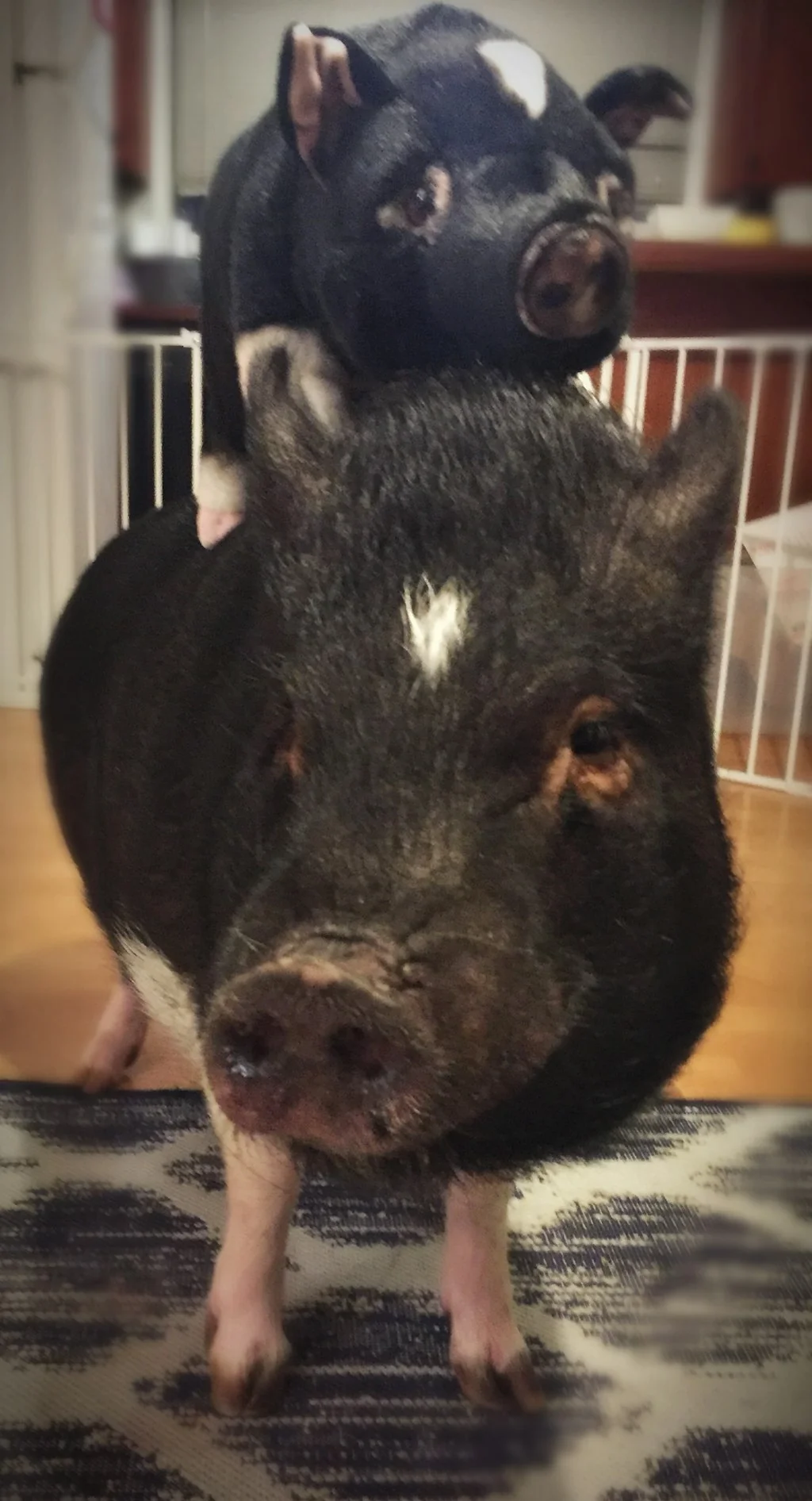 Petsies screenshot 7 of 12