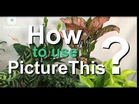 PictureThis screenshot 1 of 10