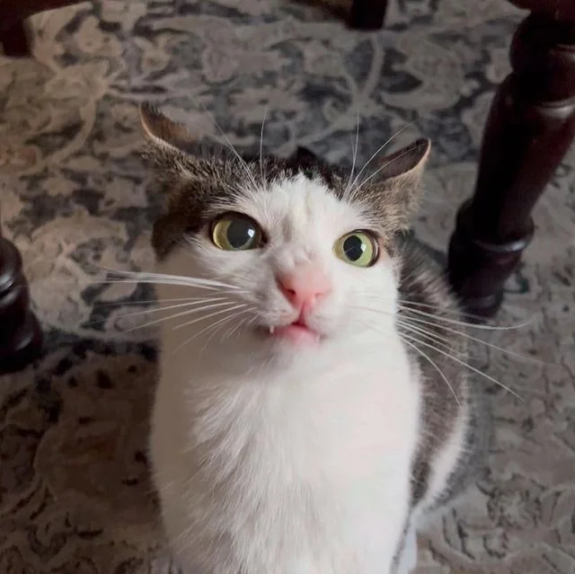 The Worst Website Ever, WWE2 screenshot 10 of 10