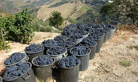 Vivino screenshot 2 of 9